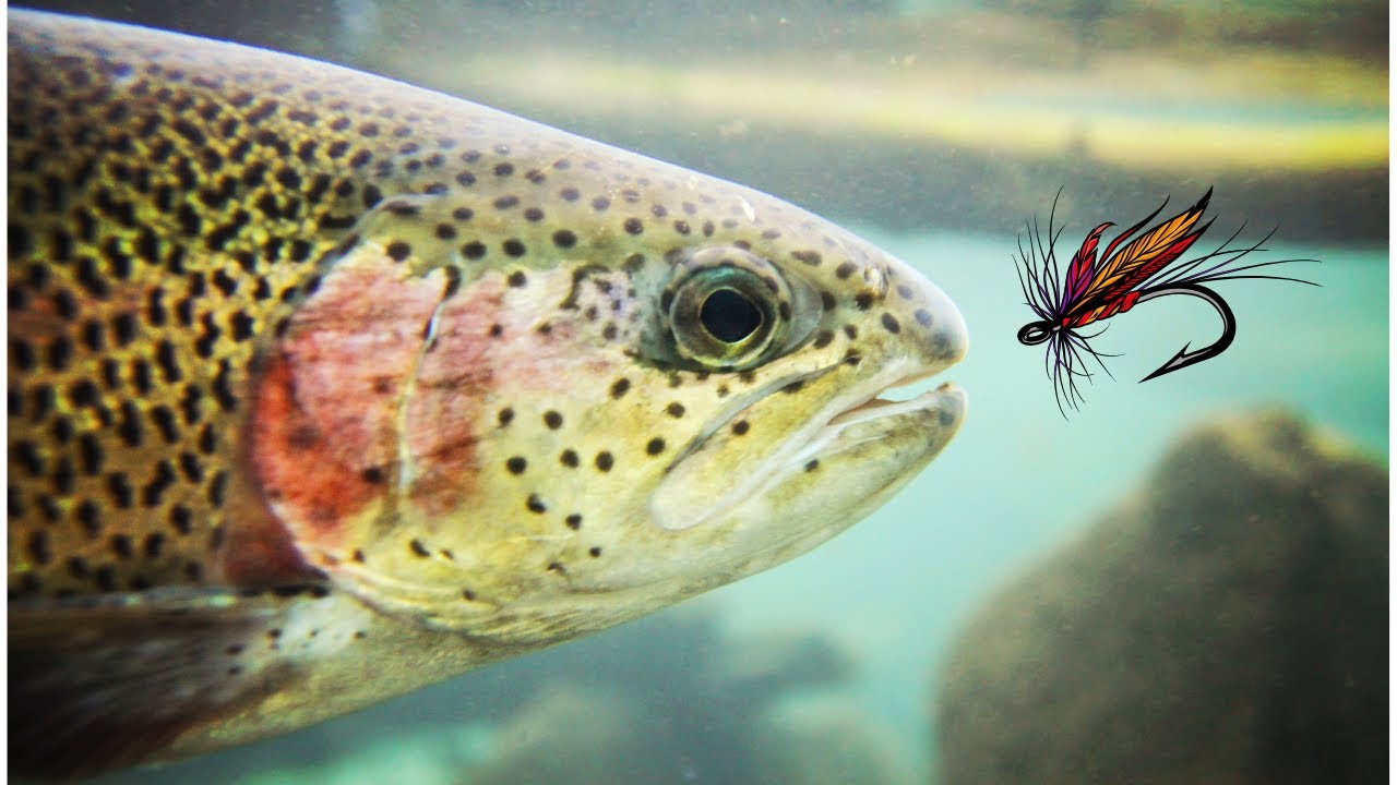 Fish Catching Compilation