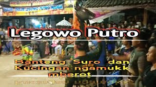 Banteng Suro dan Kucingan ngamukk mberot loss
