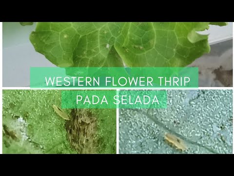 Western Flower Thrip pada Tanaman Selada