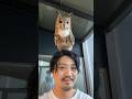 入院してた飼い主と10日ぶりに再開して喜ぶフクロウ