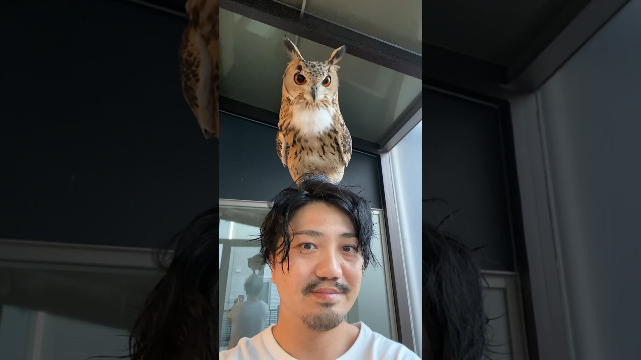 フクロウが10日ぶりに退院した飼い主と再会した瞬間、喜びのあまり
