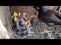 Bird Chops off Frog Head When it didn't Fit Baby's Mouth | Myna Bird Feeding baby's in nest day 8