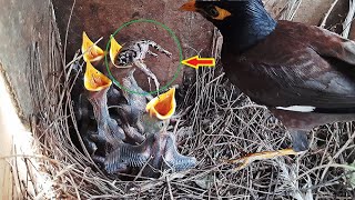 Bird Chops off Frog Head When it didn't Fit Baby's Mouth | Myna Bird Feeding baby's day 8 | EP 38