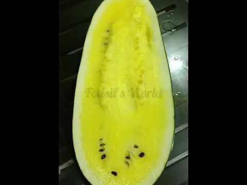 Video: Vesimeloni 'Tastigold' -lajike – Tastigold-vesimelonien kasvattaminen