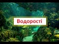 Водорості. Зелені, діатомові, бурі та червоні водорості.