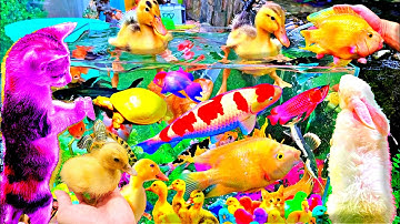 Vịt, Cá, Mèo, Thỏ, Quả Trứng, Cá Trê, Cua, Gà, Bò, Voi, Thằn Lằn, Rùa, Cá Chép Koi, Bảy Màu, La Hán