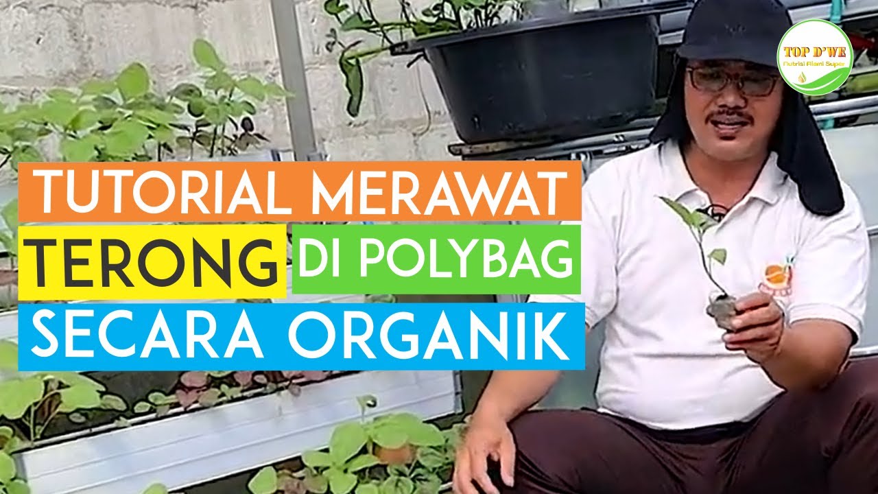 Cara Menanam Terong Organik di Polibag - # Part 1 