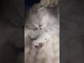 #cat #kitten #cute #kucinglucu