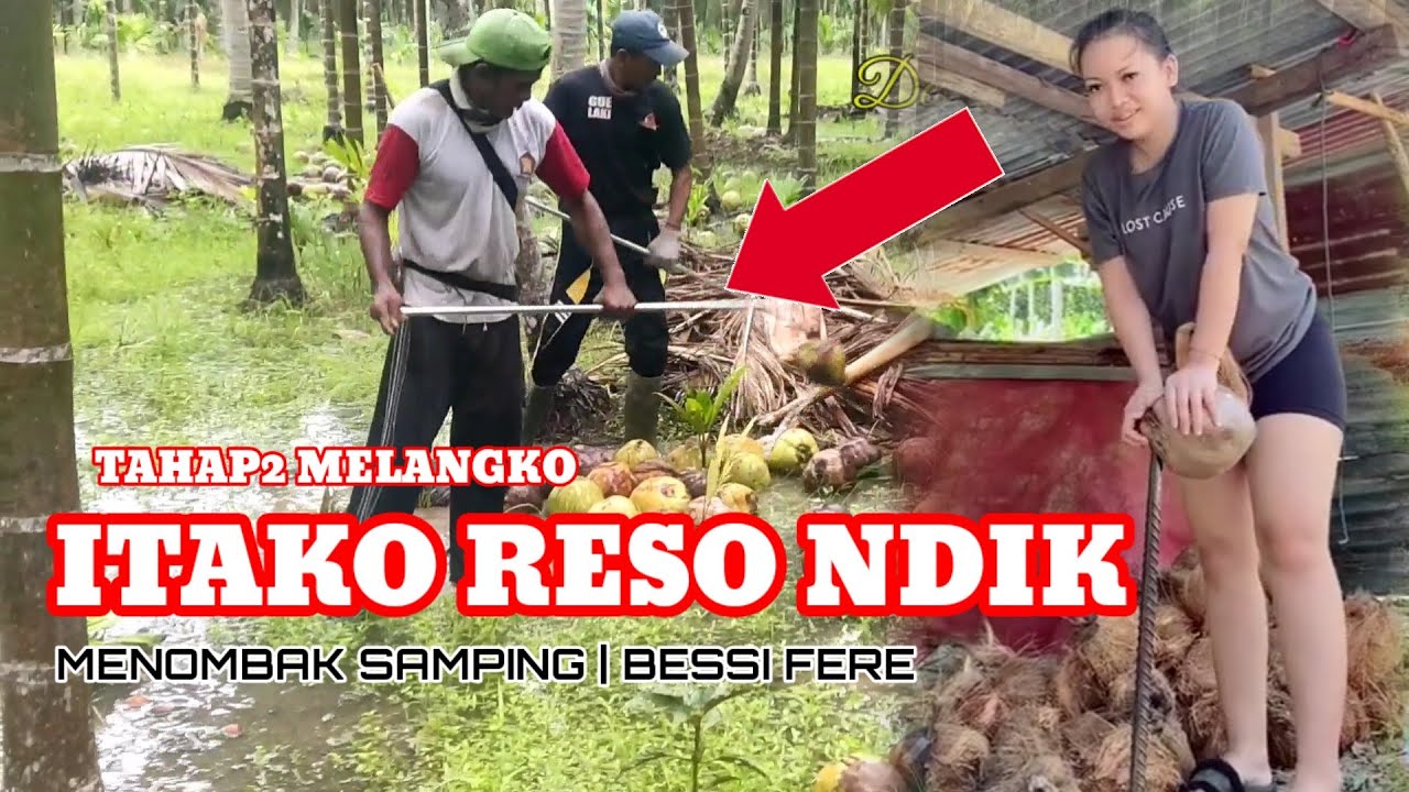 ПРОЦЕСС СБОРА КОКОСОВ | МАЛЛАНГКО | ОТ НАЧАЛА ДО ДЕНЕГ | ДЕРЕВНЯ СУНГАЙ ДЖАМБАТ | АВТОПРОФИТ