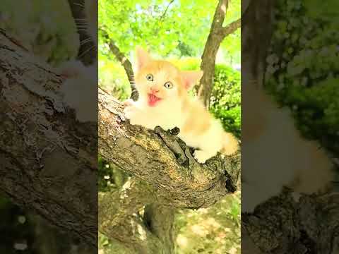 Tiny Kitten Cries for Help… Hours Later Everything Changed ❤️🐱