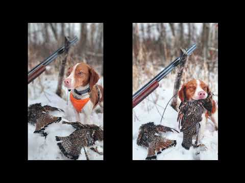 Video: Northern MN Grouse Hunting