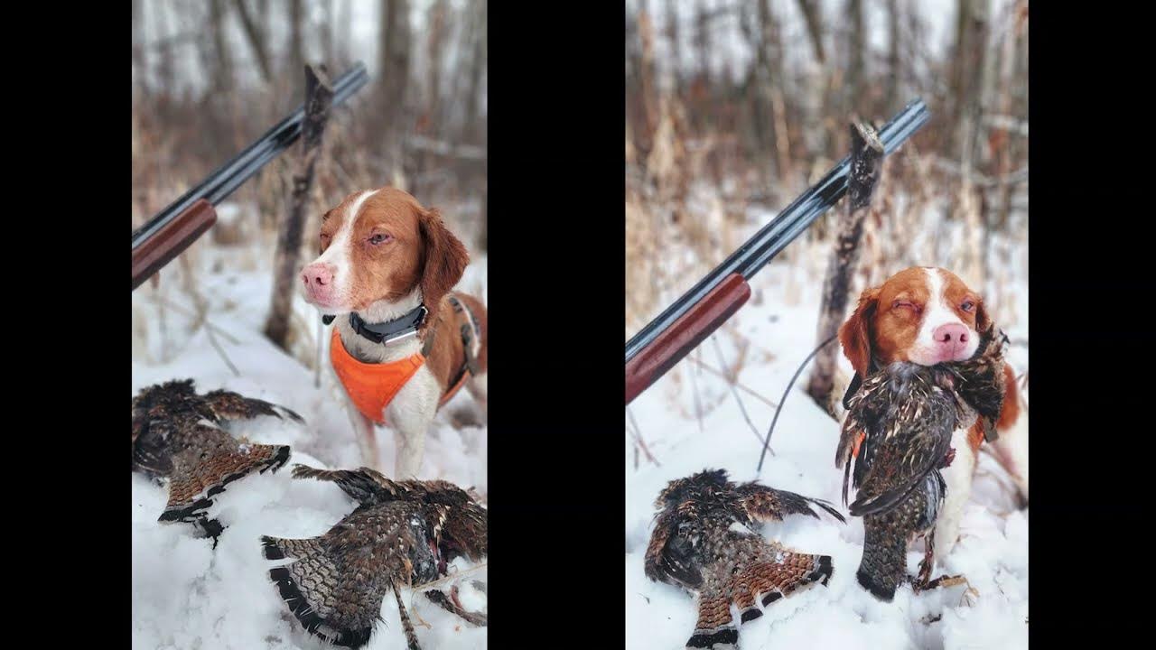 Northern MN Grouse Hunting YouTube
