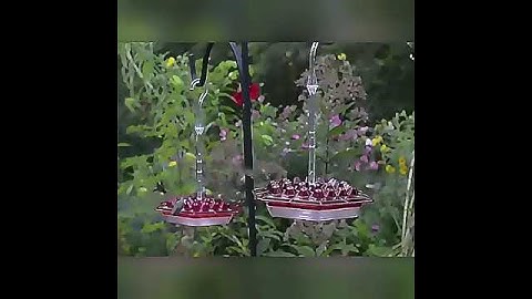 Summer Promotion 45% Off-hummingbird Feeders For Outdoors Hanging