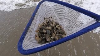 How to Catch Sand Crabs