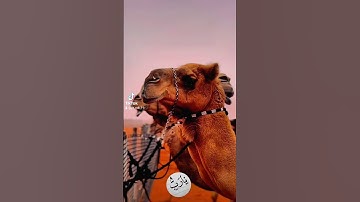 سورة الشرح راحة نفسة #اكسبلور #دويتو #لايك #حالات_واتس #راحة_نفسية #تيك_توك #ترند #duet #قرآن
