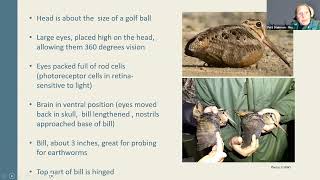 American Woodcocks Learn Their Habitat And How To Find Them