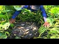 Best Mud Fishing - A Man Catching Fish In Mud In Dry River