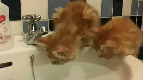 Video 1386841: ginger maine coon, breed