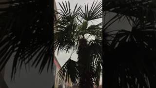 Windmill Palm Tree, Sabal Minor, Needle Palm Washington DC