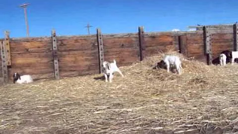 December kid goats #2