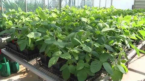 Soybean Breeding & Genetics
