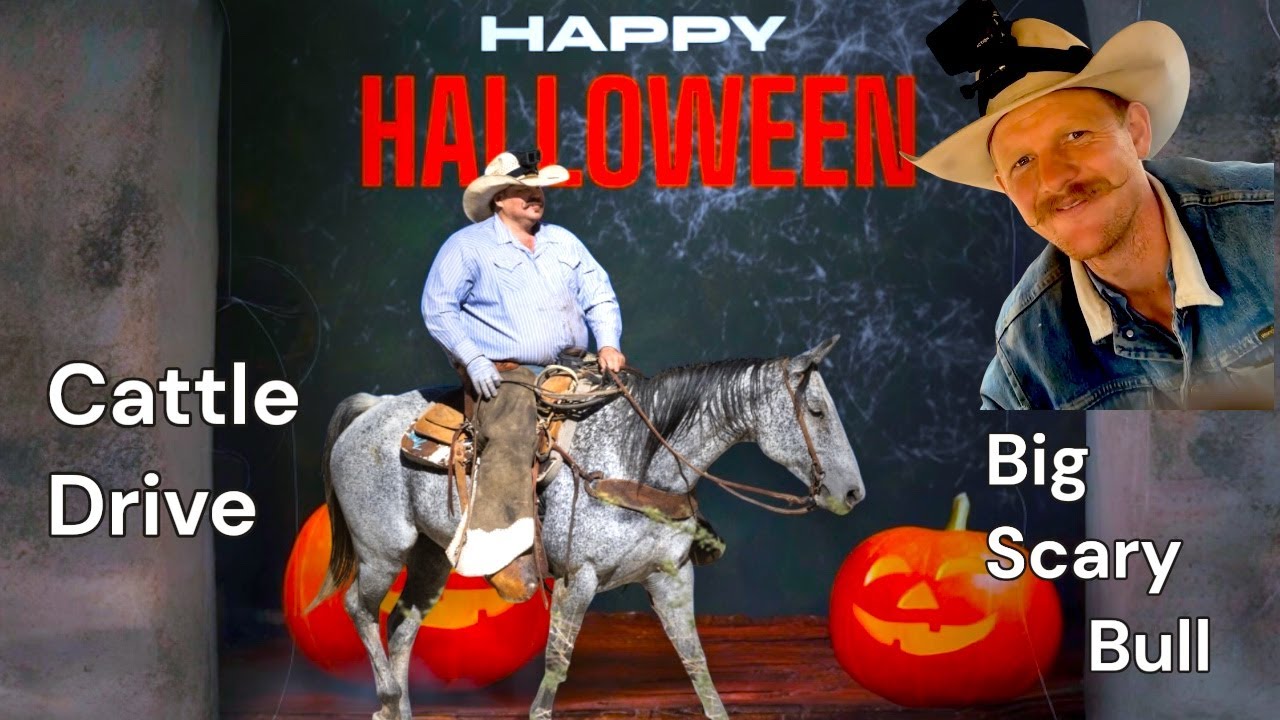 БЕЗУМНЫЙ перегон скота и погоня за огромным страшным быком на Хэллоуин