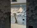 5d wallpaper for walls, 9892697457, wallpapers design 3d 5d, #viralvideo #shortsvideo #shorts #viral