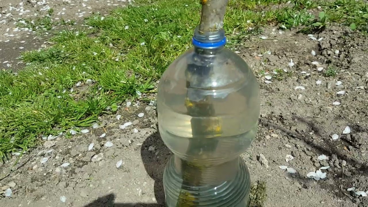 @boriskhanbekyan Ընկուզենու մասին։Ինչպես աճեցնել ընկույզի ծառ Как вырастить дерево грецкого ореха