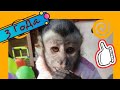 день рождения обезьяны/обезьянки на тусовке/ макака,капуцин,саймири(домашние обезьяны)