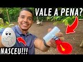 Fazendo tala no filhote de codorna | instalando bebedouro automático para aves | Aves Recriar