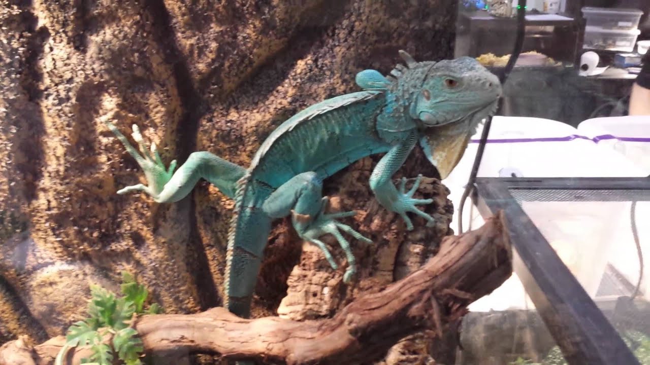 View of Blue iguana at the reptile breeder's expo 2015 - YouTube