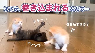 転んだ子ネコが仲間を巻き込み…|PECO
