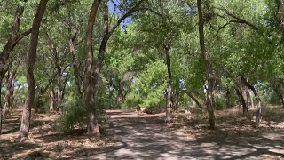 Increasing encampments in bosque leads to enforcement dispute in Valencia County