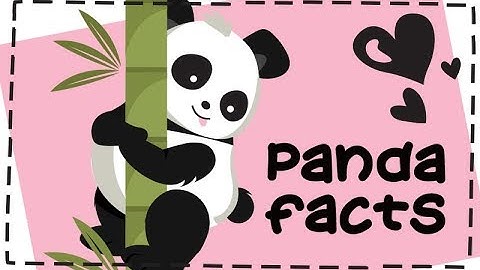 15 Fun Facts about Pandas 🐼
