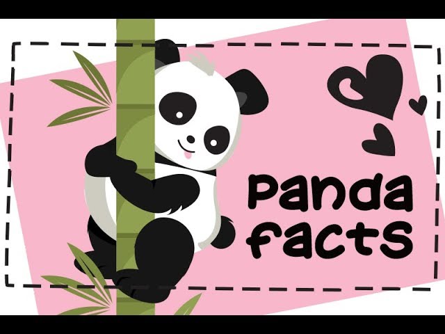 6 facts about pandas that will make your day