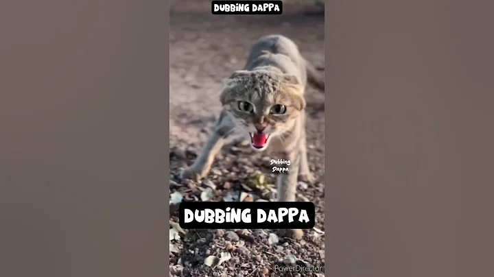 Watch the video about Courage Khan 🤣 #funny #cat #shorts #dog #shortsfeed #doglover #catlover #animals #pets #dubbingdappa