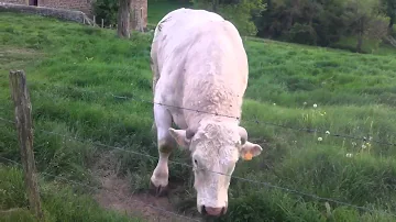 Co znamená znamení Býka?