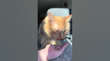 😻 Pure Bliss for Cats! | Meowijuana Hand-Trimmed Catnip Buds