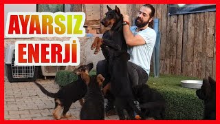 Yeni Yavrular Dobermana Fena Daldı #köpekler #almankurdu