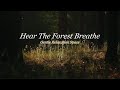 To Hear the Forest Breathe – Peaceful Forest Sounds for Deep Relaxation