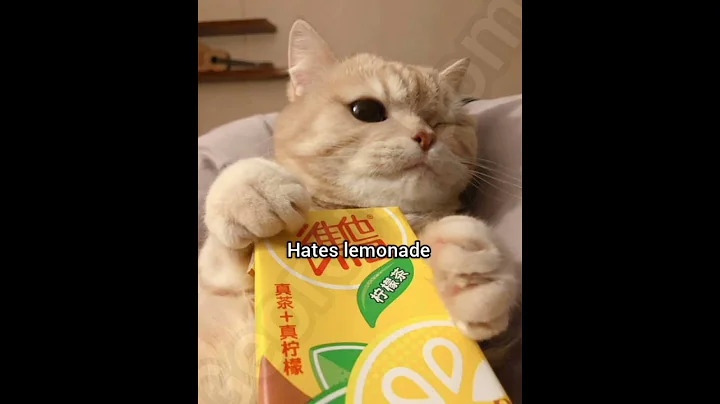 Do they hate lemonade #cat #funny #fyp #meme #georgieebom