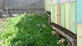 Пчела и Пасечник