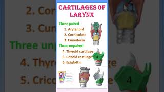 TIPS: 28 CARTILAGES OF LARYNX - ANATOMY