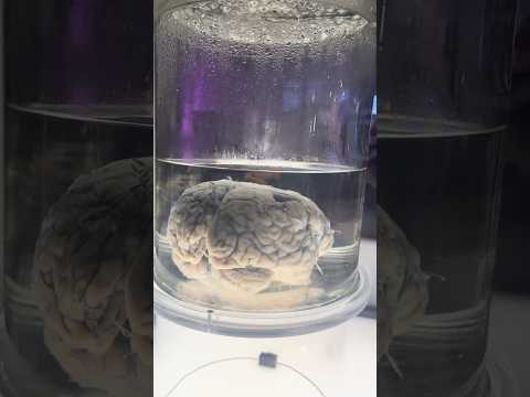 🧠 #cerebro #brain #centrodecienciascopernico