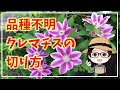 切れば分かる?!〇リミットは7月〇実演〇品種不明のクレマチスの剪定
