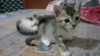 Playing & Fighting 2 Weeks Old Kittens by Animals Love 88 views 5 years ago 3 minutes, 42 seconds