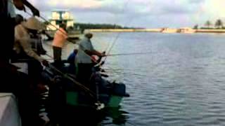 Download Lagu Mushimas verikan.mp4 MP3