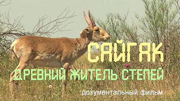 Калмыкия. Сайгаки. Заповедник 