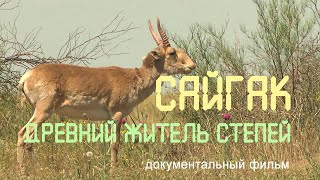 Калмыкия. Сайгаки. Заповедник "Чёрные земли". Nature of Russia.