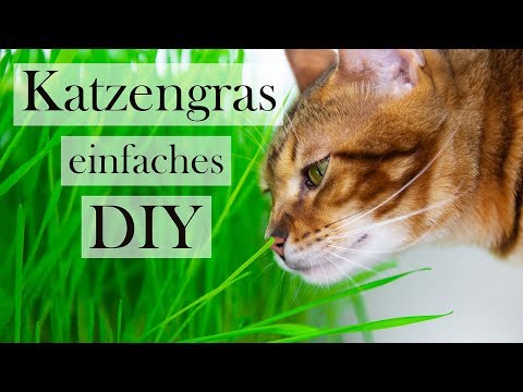 Video: Katzenminze für Ihre Katze anbauen – Mit Katzenminzenpflanzen für Katzenspaß